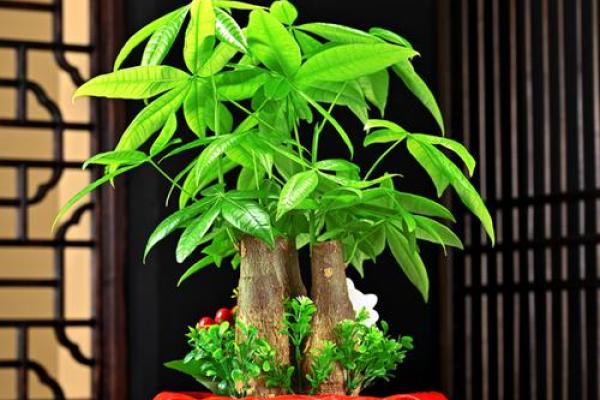 财神位置摆放什么绿植最好 财神位置摆放什么更招财