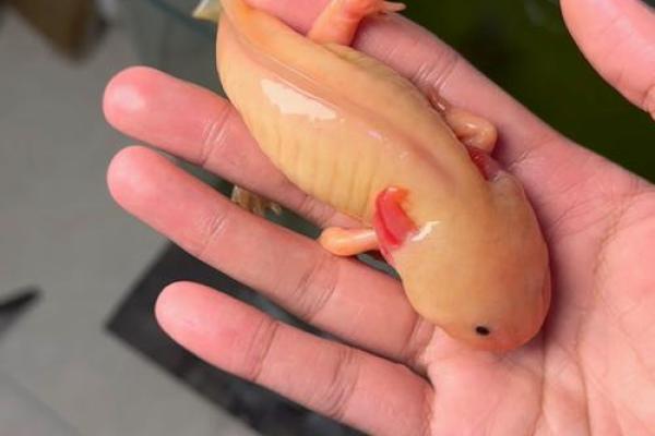 养六角恐龙鱼吉不吉利 养六角恐龙鱼吉利吗