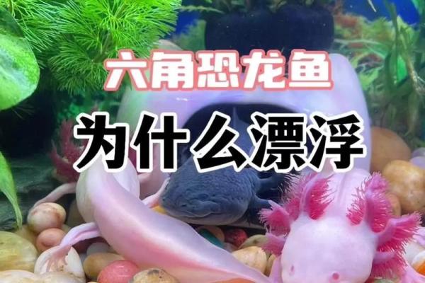 养六角恐龙鱼吉不吉利 养六角恐龙鱼吉利吗