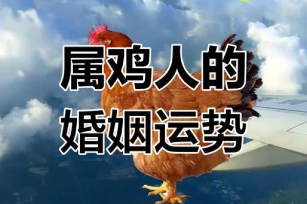 属马人最佳配偶属相 属马人最佳配偶属相鸡