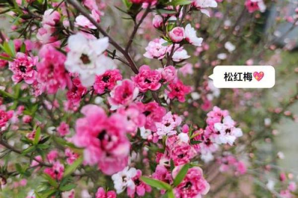 ‌春满人间是什么生肖 → 兔（兔携春信，人间花开）‌