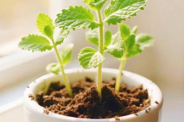 为什么说家里放薄荷不吉利 家里可以放薄荷叶吗