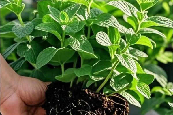为什么说家里放薄荷不吉利 家里可以放薄荷叶吗