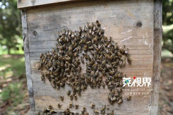 蜂拥而起打一正确生肖 蜂拥而起打一动物