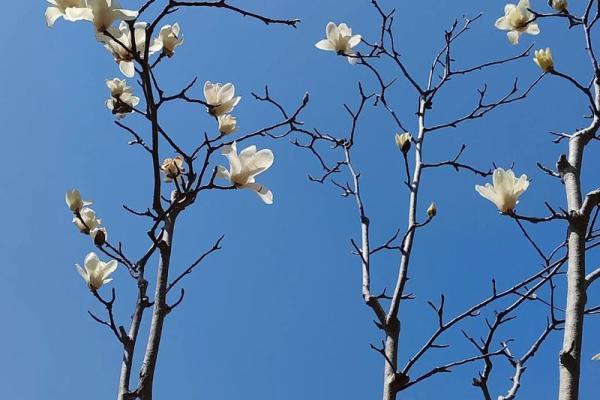 玉兰花到底是吉利还是不吉利 玉兰花吉利吗