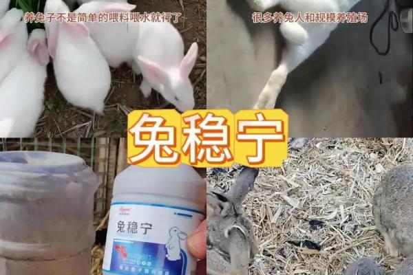 养兔兔对家里不吉利 养兔兔对家里不吉利吗
