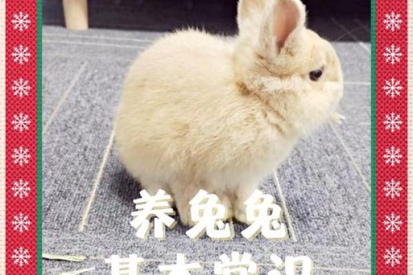 养兔兔对家里不吉利 养兔兔对家里不吉利吗