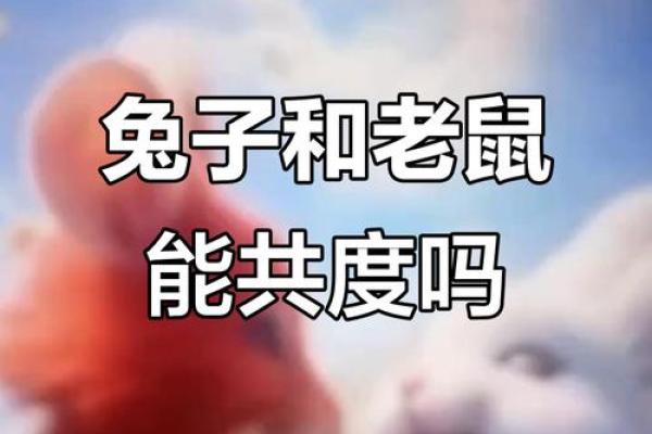 属兔与属鼠的合不合 鼠和兔属相合不合