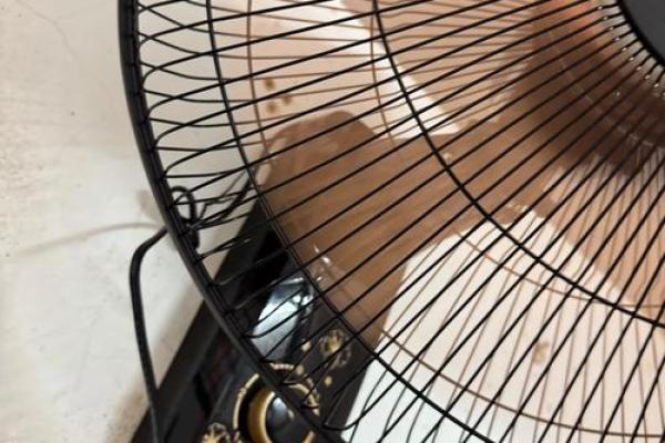 扇子挂在家里哪里好 扇子应该挂在房间哪里