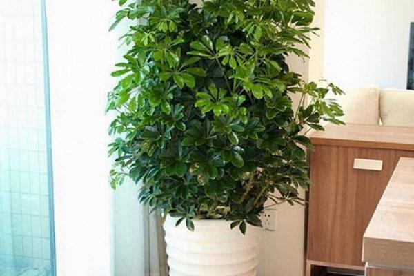 屋后有什么不吉利 屋后有什么不吉利的东西
