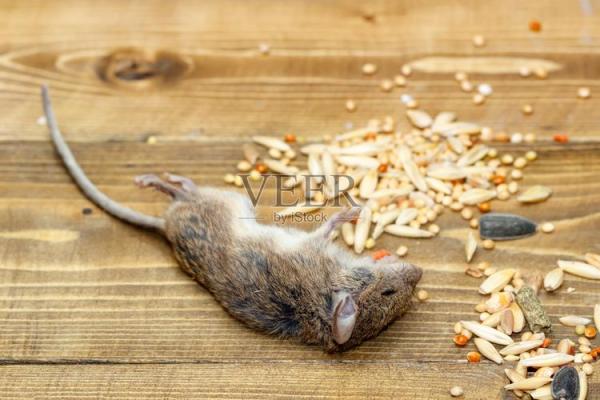 贪荣慕利是什么生肖→ ‌鼠‌（鼠偷粮囤积，贪得无厌）