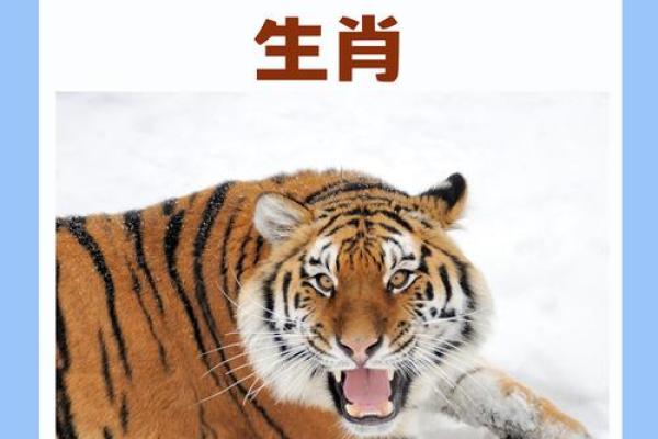 有一手儿着个俗语背后的生肖含义和民间传说解析