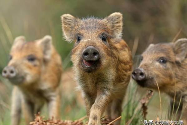 野外风光是什么生肖 野外风光打一个最佳的生肖