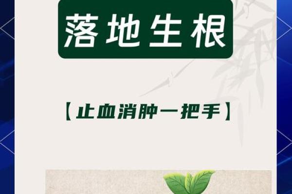 落地生根最忌三种属相 落地生根象征什么