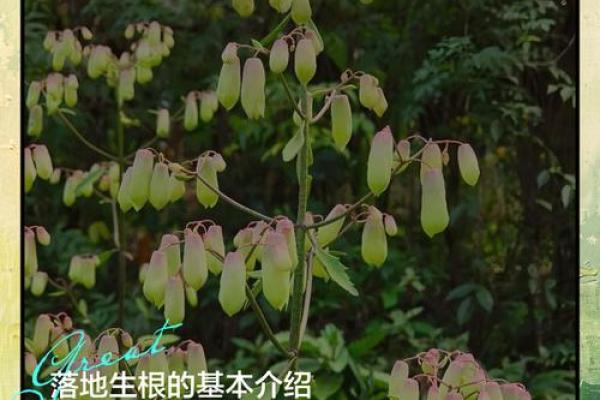 落地生根最忌三种属相 落地生根象征什么