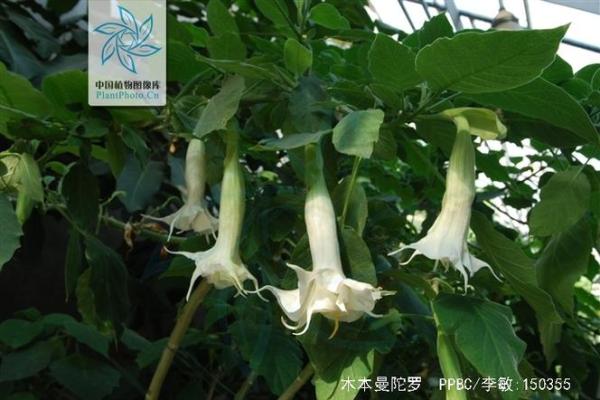 曼陀罗最忌三种属相 曼陀罗是什么科什么属