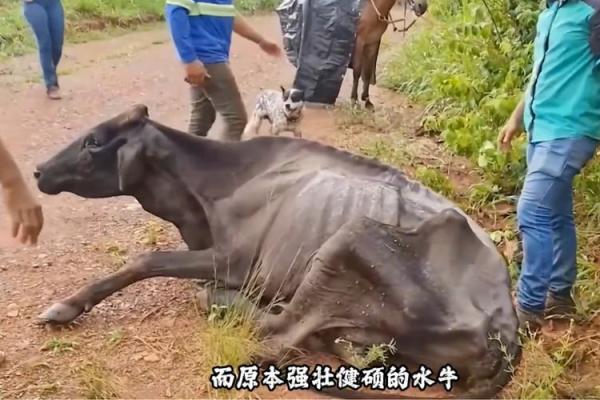 骨瘦如柴代表什么生肖 骨瘦如柴的生肖正确答案是