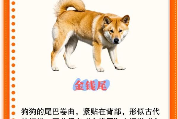 1994年属狗的财神方位 1994年属狗招财数字