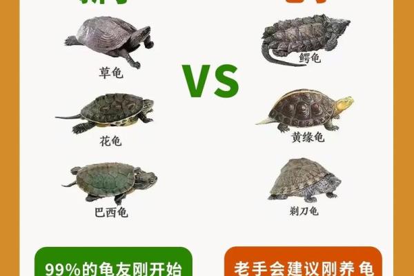 什么属相女人不能养龟 养龟放在什么位置最佳
