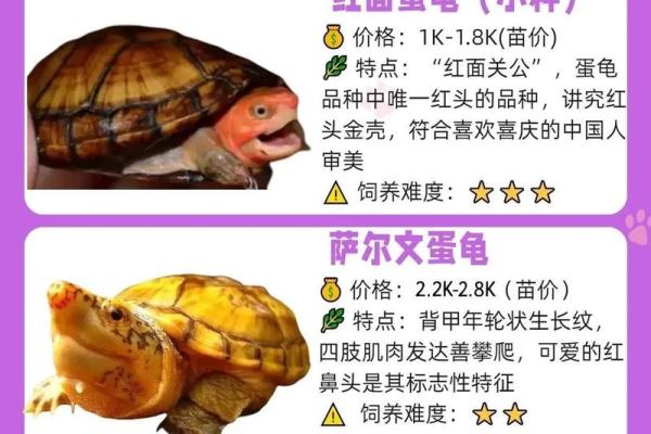 什么属相女人不能养龟 养龟放在什么位置最佳