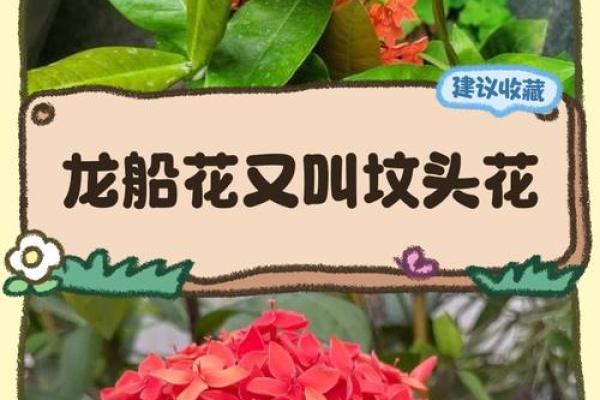 龙船花为什么不吉利 龙船花是什么科