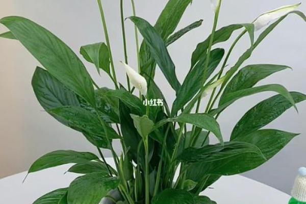 一帆风顺哪个属相不能养 一帆风顺花适合什么生肖的人养