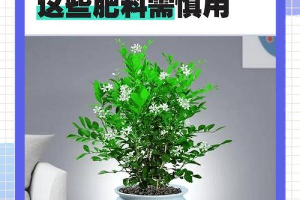 九里香什么属相不能养 九里香属性风水寓意