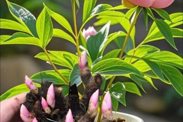 芍药花为什么家养不吉利 芍药花易养活吗
