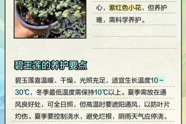 碧玉花为啥不吉利 碧玉花有什么寓意