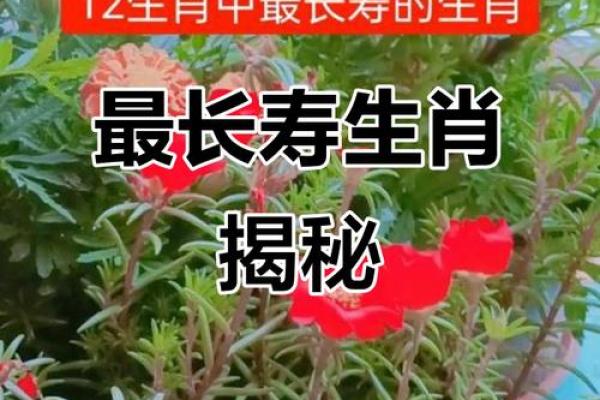 女鸡和男猴的属相合不合 女鸡和男猴的属相适合结婚吗
