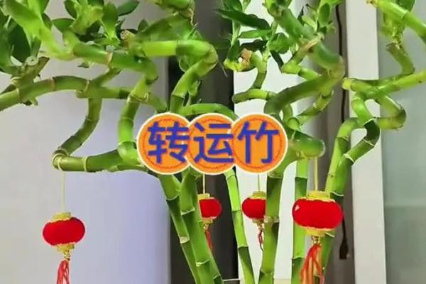 竹子最忌三种属相 三种竹子最旺家宅