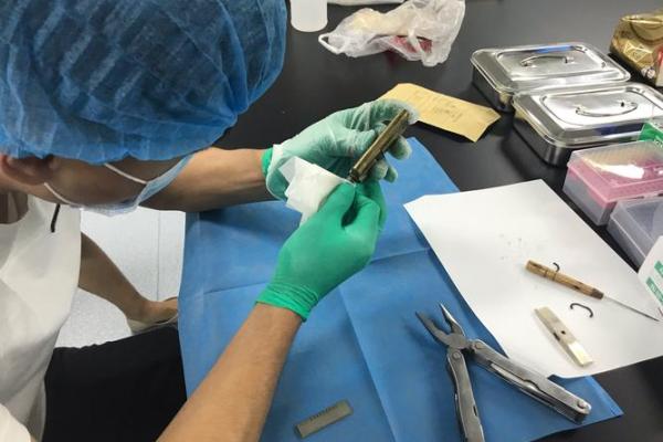 天网恢恢打一个生肖(天网恢恢打一个生肖动物)