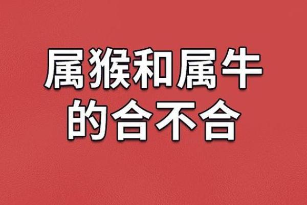醇酒美人是什么生肖