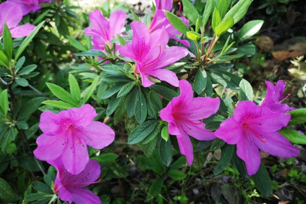 满山花果红似锦指什么生肖