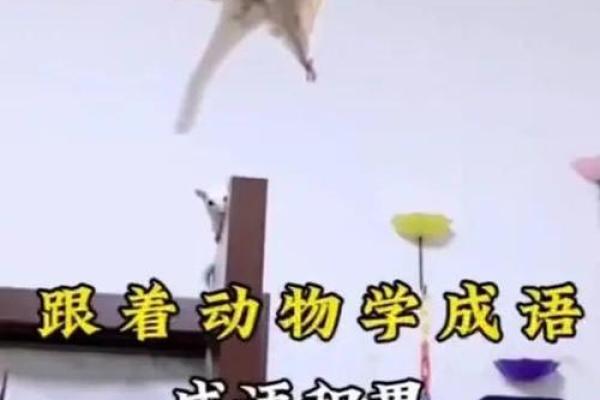 力争上游是什么生肖？着个成语代表哪个动物寓意