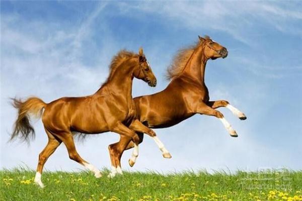 一生清苦的三大生肖 一生清苦是什么意思 一生清苦的三大生肖 一生清苦是什么意思
