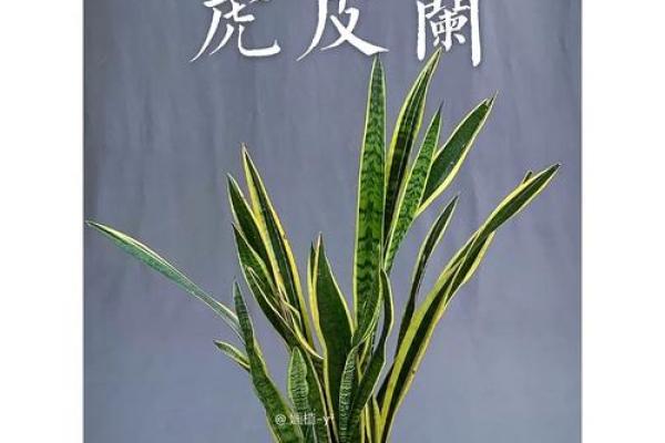 虎尾兰什么属相不能养 虎尾兰什么属相不能养在家里