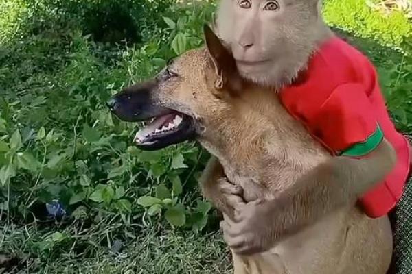 属狗与属猴属相合不合 属狗与属猴相配吗
