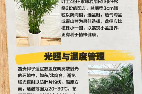 富贵椰子什么属相不能养 富贵椰子好养吗养在客厅带财吗