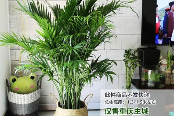富贵椰子什么属相不能养 富贵椰子好养吗养在客厅带财吗
