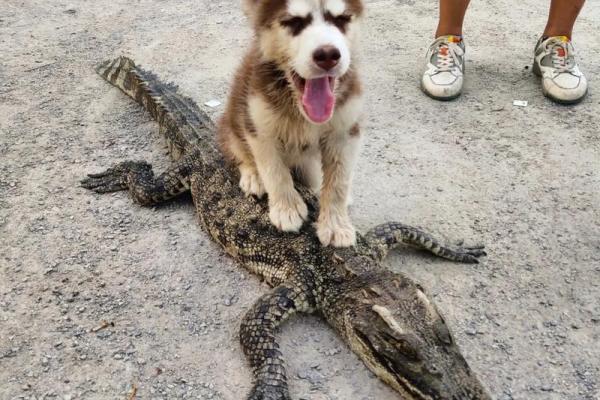正儿八经是什么生肖 正儿八经代表什么动物
