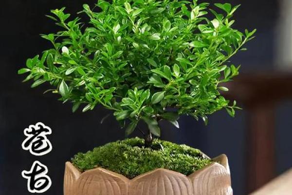 赤楠最忌三种属相 排名第一最好的镇宅树