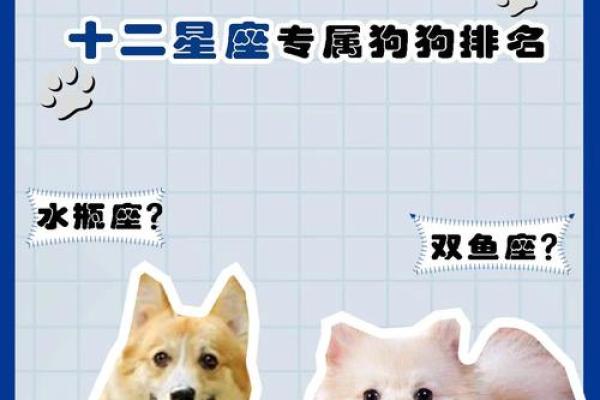 认贼作父是什么生肖 认贼作父打一生肖动物