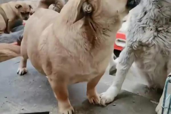 声东击西打一正确生肖动物(声东击西打一动物什么指什么肖)