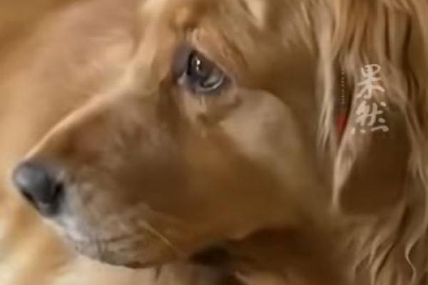 ‌灰心丧气打一生肖 → 丧家犬‌（犬失其主，垂尾丧气）