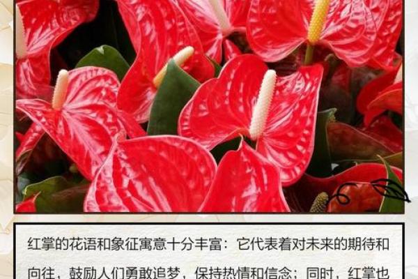 红掌什么属相不能养 红掌的寓意可以放家里养吗