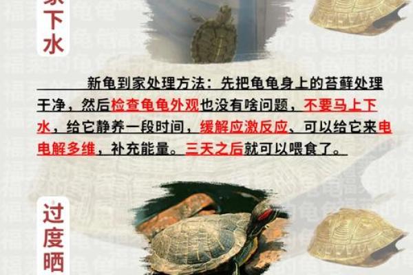什么生肖不能养龟 什么生肖不能养龟背