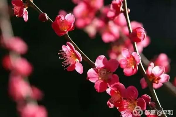 民间传统谜语红色梅花三六九所指的生肖是哪几个，如何解读其含义