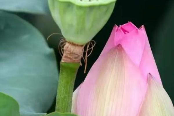 出水芙蓉打一个生肖(出水芙蓉打一生肖或动物)