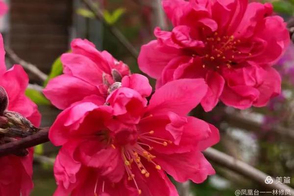 芬芳人间指什么生肖